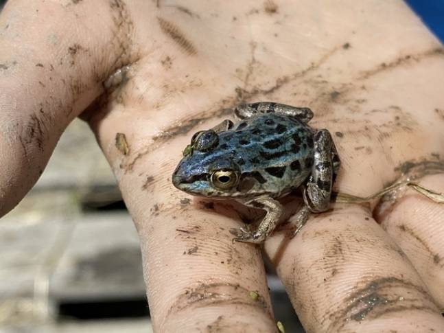 돌연변이 ‘참개구리’ 몸통 부분이 푸른빛을 나타내고 있다. 산케이신문
