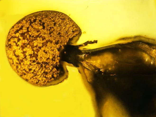 직장에서 나온 신종 동충하초의 확대도(사진=GeorgePoinar et al., Fungal Biology (2021))