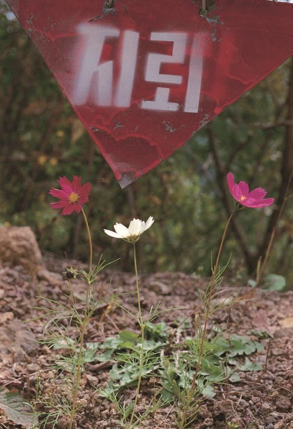 Three brotherly cosmos flowers in a mine field (지뢰밭에 피어난 코스모스 삼형제) ⓒ최병관