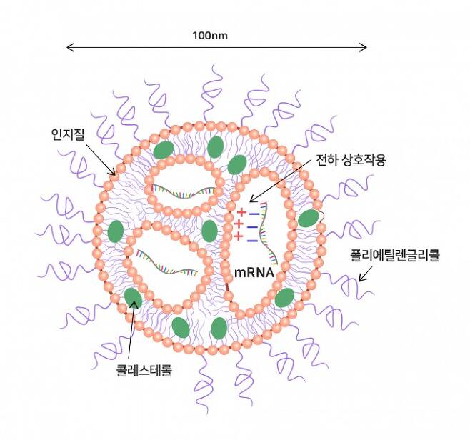 지질나노입자 모식도. IBS 제공.