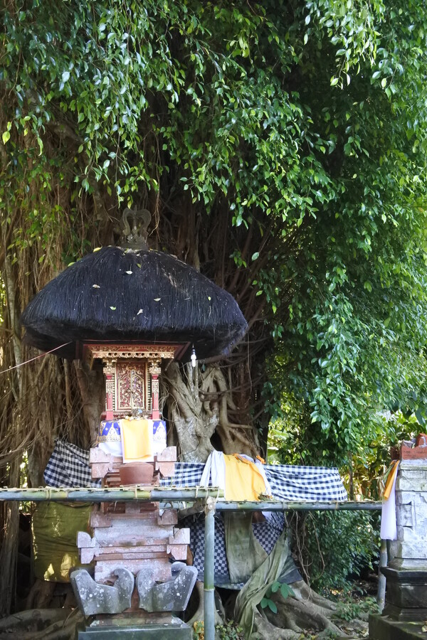 인도네시아 페툴루 마을 바니안나무 제단. 그린비 제공