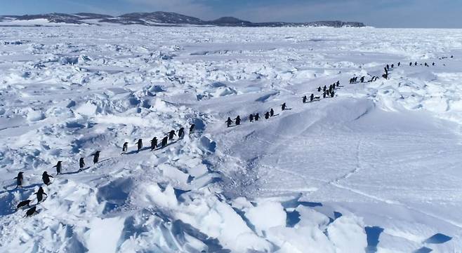 남극 인익스프레시블섬에서 얼어붙은 해빙 위를 걸어 번식지로 향하는 아델리펭귄들의 모습. 환경부 제공