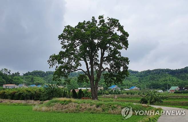 포천 초과리 오리나무 [문화재청 제공]