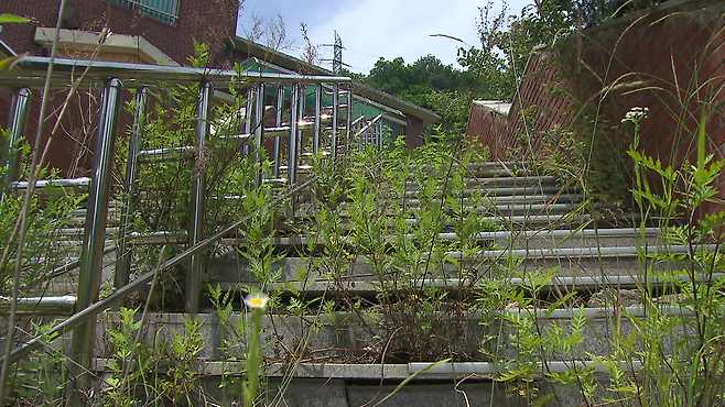 기숙사로 올라가는 계단에 잡초가 우거져있다.