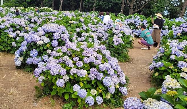 경남 거제시 남부면 곳곳에 수국이 만개해 여행객들을 불러 모은다. 시민들이 25일 거제시 남부면 한 농원에서 만개한 수국을 배경으로 사진 촬영을 하고 있다. 연합