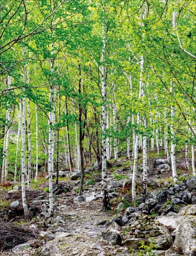 경북 영양군 죽파리 일대에 인공 조림한 30.6㏊ 규모의 영양자작나무숲에 가면 산기슭을 가득 메운 자작나무의 하얀 껍질과 머리 위를 뒤덮은 초록 잎 사이로 아담한 오솔길이 열린다. /경상북도  제공