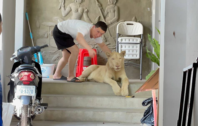 캄보디아 환경부 및 야생동물 전문가가 중국 국적의 남성 집에서 사자를 압수하는 모습