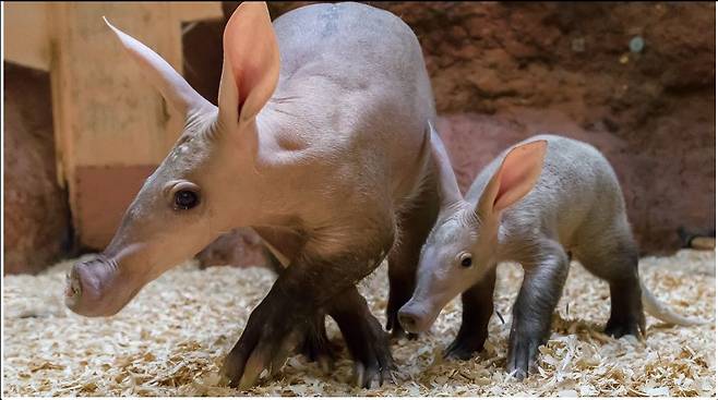 체코 프라하동물원에서 살고 있는 땅돼지 어미와 새끼의 다정한 모습. /프라하동물원 홈페이지