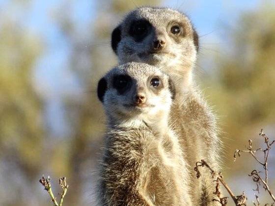 미어캣은 귀여운 외모와 달리 공격성이 강하기 때문에 반려동물로서는 부적합한 동물로 평가된다. 스트레스를 받으면 공격성이 증가하거나 이상행동을 보인다. [사진 pixnio]