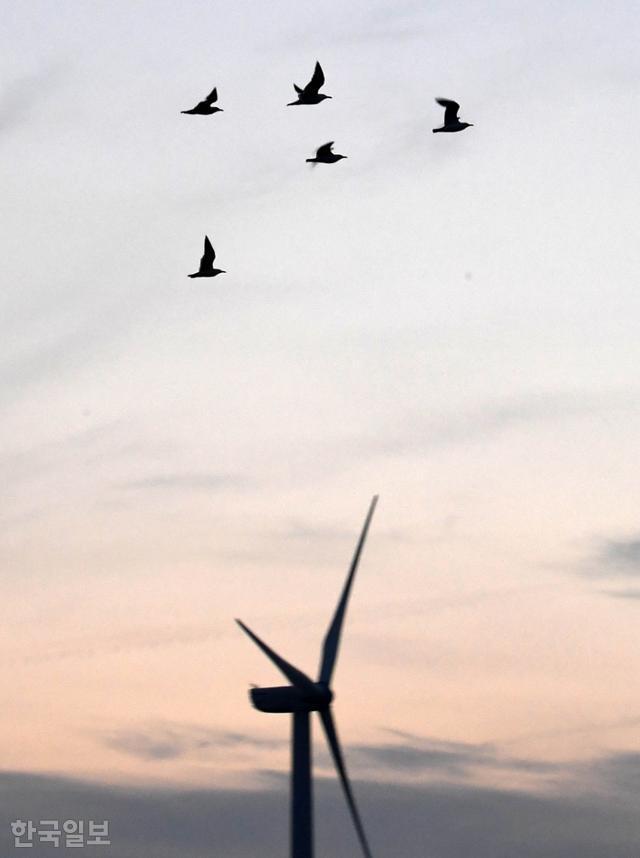 8일 해가 저무는 전남 영광군 백수읍 하사리에서 대형 풍력 터빈 위로 철새들이 날고 있다. 영광=서재훈 기자
