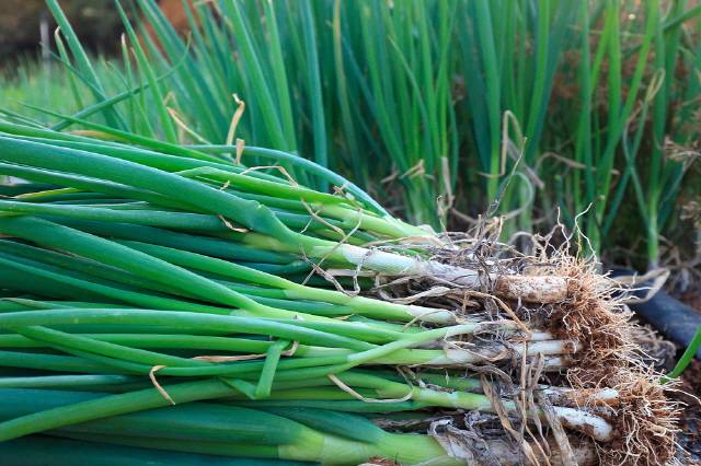 대파 뿌리에는 항균·살균작용을 통해 감기로 인한 염증 증상을 완화하고 혈액순환을 돕는 ‘알리신’ 성분이 많이 들어 있다./사진=클립아트코리아