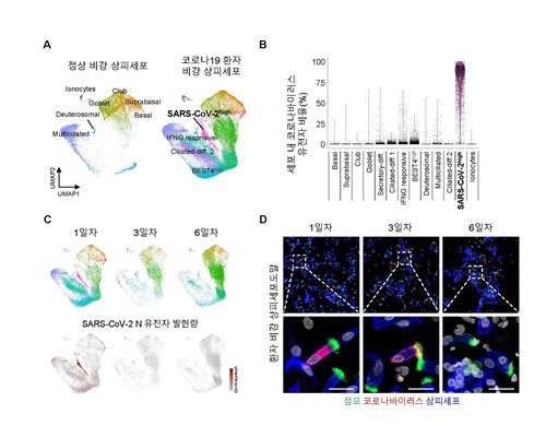 코로나19 감염 초기 비강 섬모세포에서만 다량 증식한 코로나19 바이러스 [기초과학연구원 제공. 재판매 및 DB 금지]