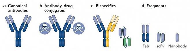 FDA 승인을 받은 항체치료제 100종의 80%는 전형적인 형태(맨 왼쪽)이지만 독한 약물과 결합된 형태(antibody-drug conujugates)(표적 부위로 약물을 데려가는 역할을 한다)와 두 가지 항원을 인식하는 형태(bispecifics), 항원 인식 부위만 있어 덩치가 작아 침투력이 높은 형태(fragments)도 있다. 네이처 리뷰스 약물 개발 제공
