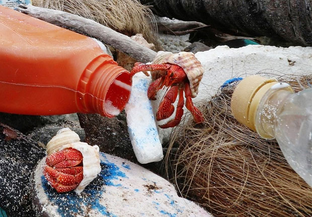 무인도로 밀려온 플라스틱 사이를 헤집고 다니는 소라게의 모습./사진=호주 태즈메이니아대학교 해양남극연구소(IMAS)