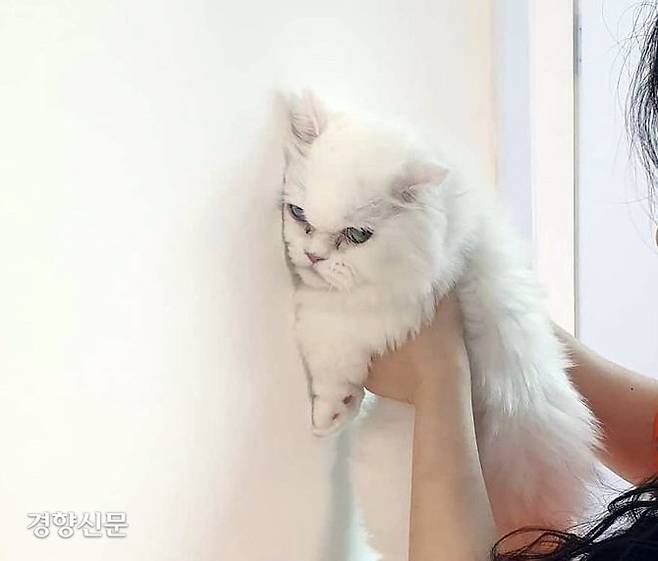 고양이 IQ 테스트로 알려진 ‘벽짚기 챌린지’가 유행이다. 사회관계망서비스(SNS)에는 관련 사진과 영상이 꾸준히 업로드되고 있다. | 인스타그램 @hobidobi_mom 제공