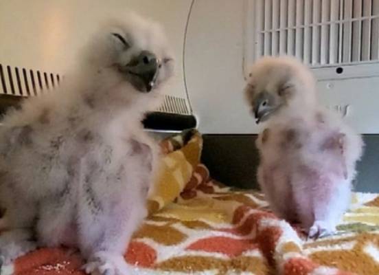 알에서 깨어난지 얼마 되지 않아 아직 눈도 뜨지 못했다. 난지 얼마 되지 않아 아직 눈도 뜨지 못했다. 신다혜 제공