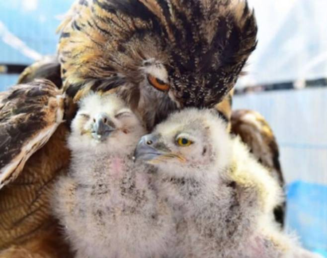 박제 수리부엉이를 어미로 착각한 새끼들이 품에 파고 들었다. 신다혜 제공