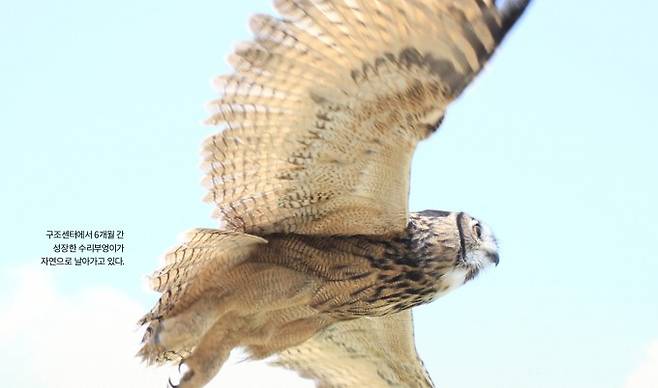 구조센터에서 6개월 간 성장한 수리부엉이가 자연으로 날아가고 있다.