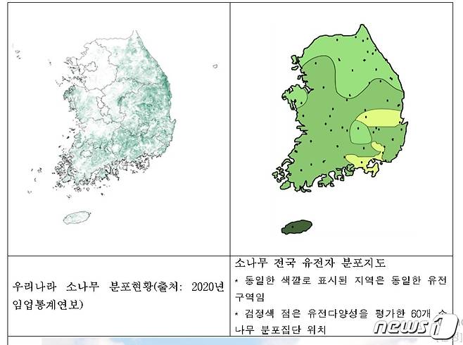 소나무 전국 유전자 분포지도© 뉴스1