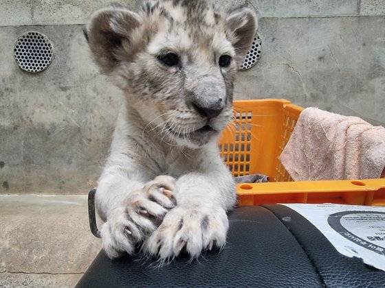 대전 오월드에서 태어난 사자. 사진 대전 오월드