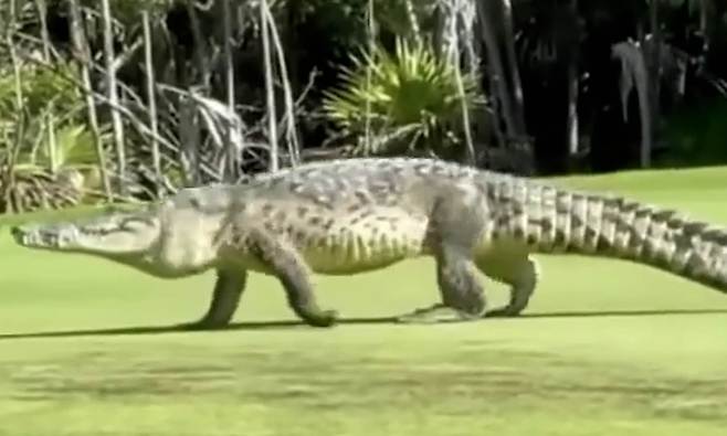 멕시코 골프장서 거대 악어 어슬렁어슬렁…몸길이 4.5m 추정(사진=스테디시 멀러/페이스북)