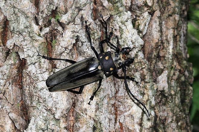 이번에 발견된 장수하늘소 중 수컷 개체.(사진=국립수목원 제공)