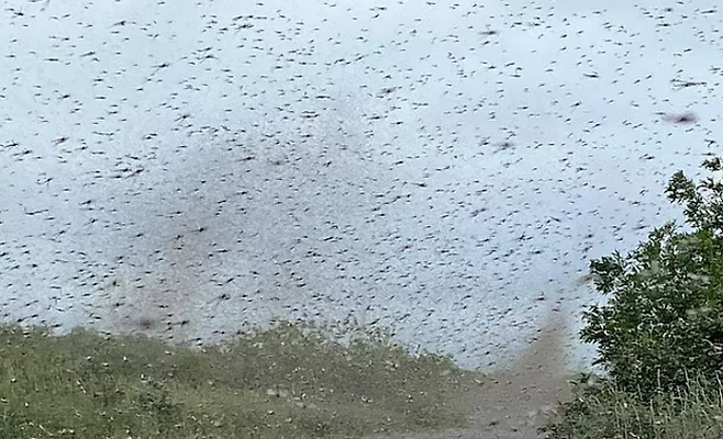 러시아 현지시간으로 17일 극동 캄차카 지역에 등장한 대규모 모기떼. 사진 시베리안타임스