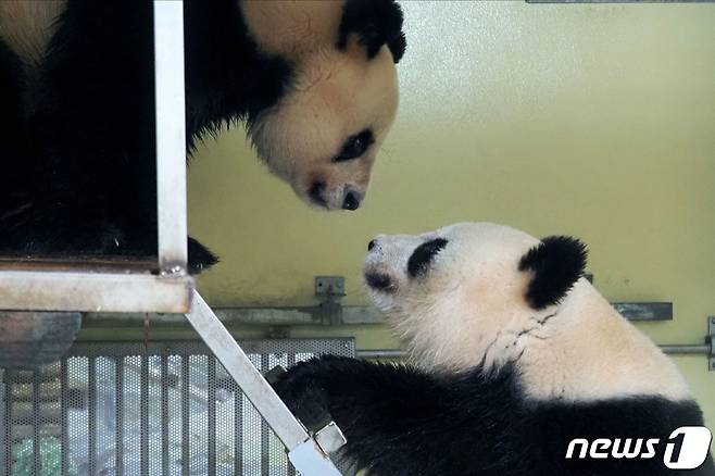 대왕판다 환환(왼쪽)과 위엔자이가 교배를 위해 만났다. © AFP=뉴스1 © News1 정윤영 기자