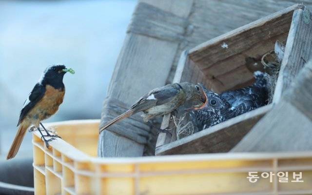 경북 안동시 와룡면에 있는 한 농가. 딱새 부부가 제 몸집보다 큰 새끼 뻐꾸기의 입에 먹이를 넣어주고 있습니다. 2020년 6월 28일 촬영.