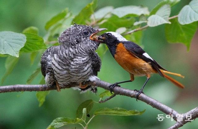 경기 광명시 한 야산에 딱새 어미가 제 몸집보다 큰 새끼 뻐꾸기의 입에 먹이를 넣어주고 있습니다. 2021년 6월 26일 촬영.