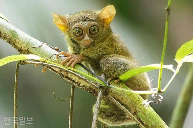 유령안경원숭이. 콤파스닷컴 캡처