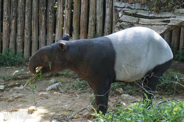 자카르타 인근 보고르의 타만사파리에 있는 말레이언테이퍼. 보고르=고찬유 특파원