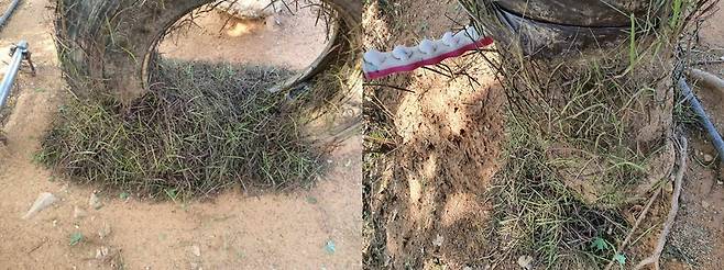 방제하기 전인 이날 오전 6시 봉산 일대 등산로의 모습. /사진=독자 제공.