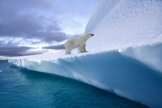 북극곰이 얼음 위를 이동하고 있다. (사진=이미지투데이)