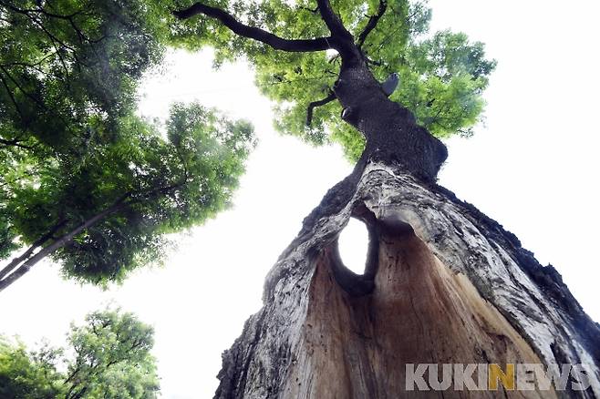 고종의 길에서 만난 두그루의 회화나무 중 한 그루/ 두 그루 모두 오랜 세월의 탓이기도 하겠지만 나란히 속이 비어있어 관람객의 마음을 숙연하게 한다.