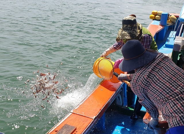 26일 경남 하동군 금남면 노량리 해역에 어린 참돔·감성돔 방류.(사진=경남도수산자원연구소 제공) 2021.07.26. *재판매 및 DB 금지