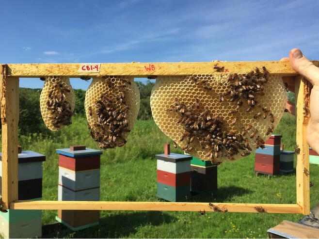 자연 상태에서 꿀벌이 벌통을 짓는 과정. 세 곳에서 각각 벌통을 만들어 결국 하나로 매끈하게 합쳐야 한다. 마이클 스미스 제공.