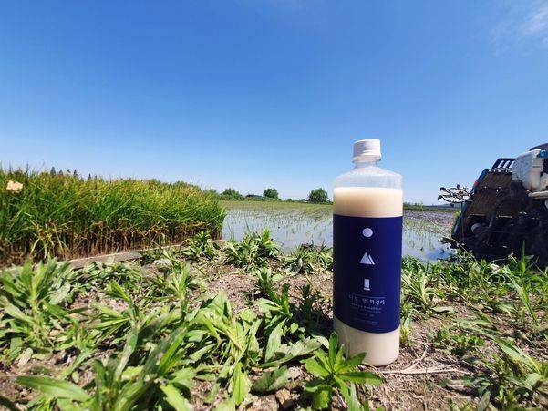 한강주조의 나루생막걸리는 김포평야 끝자락인 서울 강서구 일대에서 재배되는 ‘경복궁쌀’로 만든다. /한강주조 제공