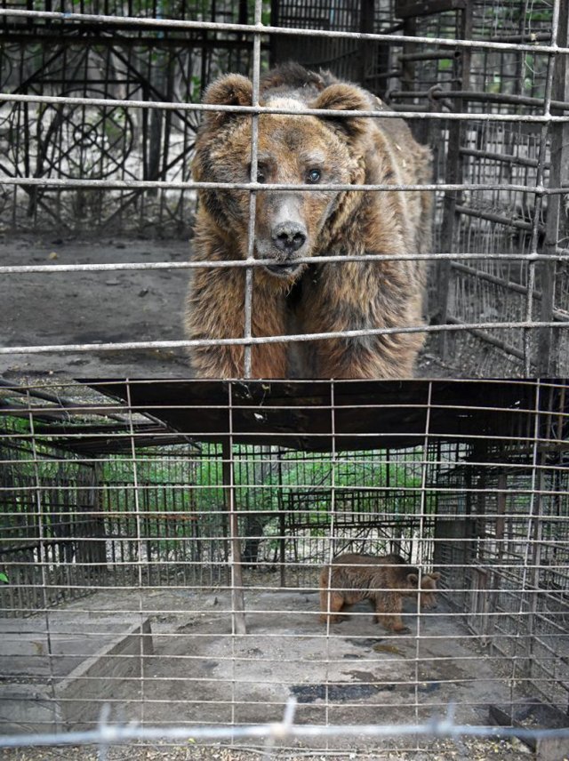 아르메니아의 우리에서 발견된 불곰(넬슨). 국제동물구조기구(IAR)