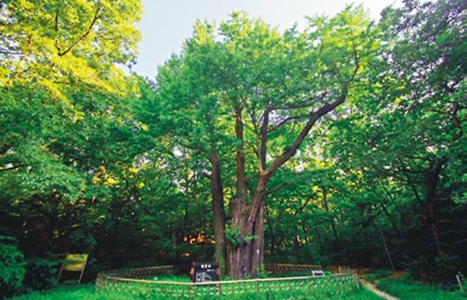 서울시 노원구 중계동 중계주공2단지 아파트 207동 앞 숲에 있는 675년 된 은행나무.