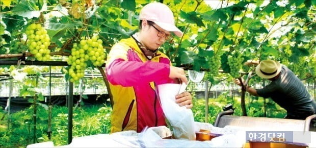 충북 영동의 한 농가가 샤인머스캣을 수확하고 있다. / 사진 = 한경DB