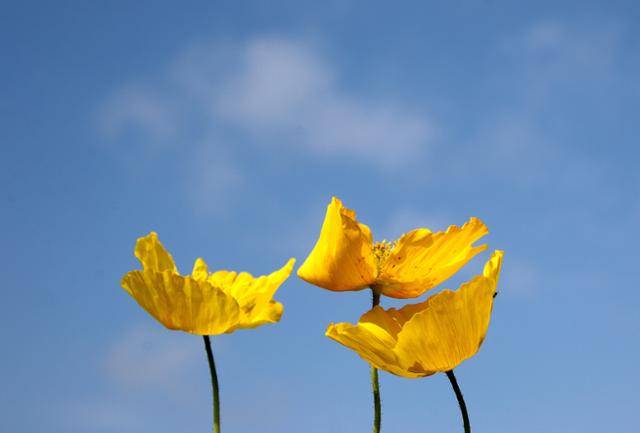 공중초원의 샛노란 양귀비. ⓒ최종명