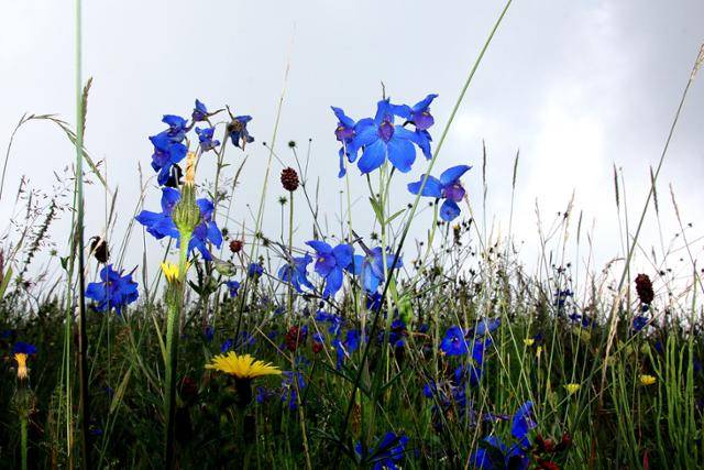 공중초원에 만발한 제비고깔과 오이풀. ⓒ최종명