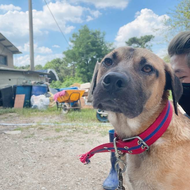 /사진=롯데목장 개살리기 시민모임(인스타그램 @lotte250dogs)