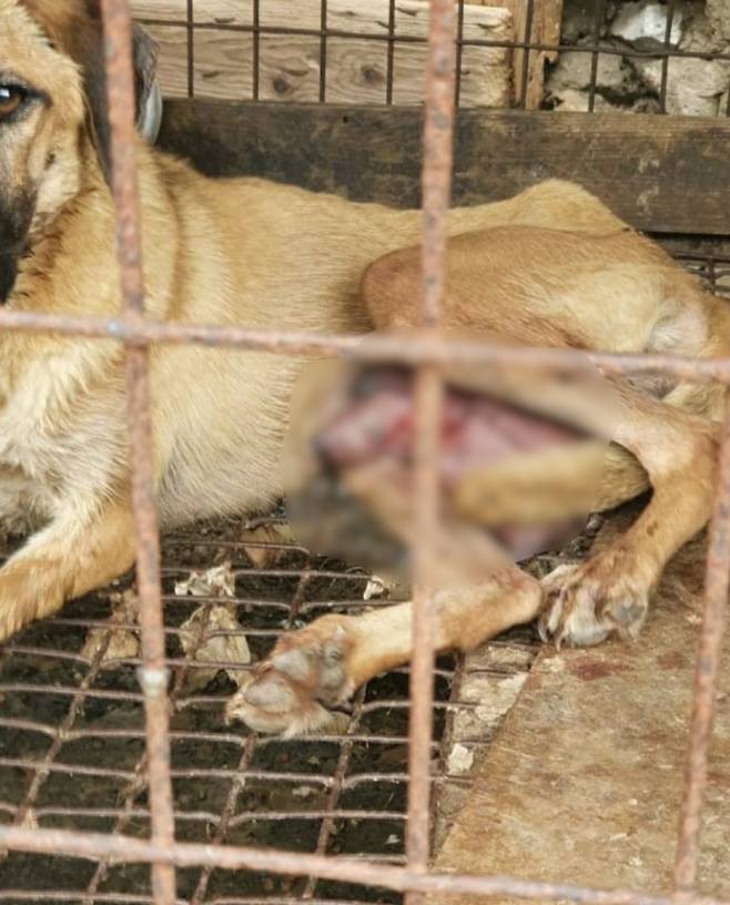 계양산 개농장서 새끼를 반복해 낳느라 젖이 다 찢어졌던, 광복이 모습./사진=롯데목장 개살리기 시민모임(인스타그램 @lotte250dogs)
