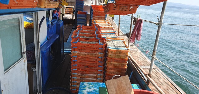 사용 금지 어구인 세목망을 이용해 멸치 약 100㎏을 포획한 어선이 적발됐다. *재판매 및 DB 금지