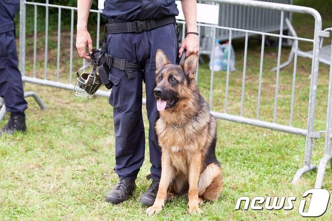 훈련 중인 개 (사진 이미지투데이) © 뉴스1