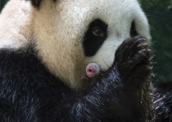 중국에서 프랑스로 임대된 자이언트 판다 '환환'이 2일(현지시간) 출산한 쌍둥이 판다 중 한 마리를 품에 안은 채 핥아주고 있다. /사진=AP뉴시스