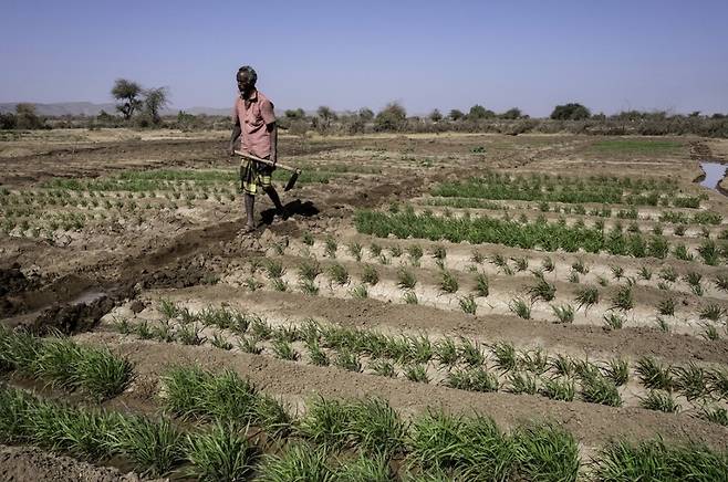 에티오피아의 한 농부가 가족의 생계를 위한 벼 농사를 짓고 있다. 옥스팜 제공