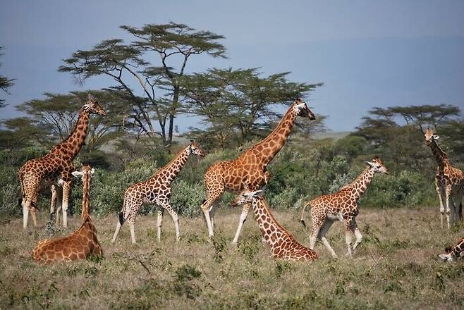 기린은 3대에 이루는 친족이 모여 무리를 이루기도 한다. 보통 3∼9마리가 무리를 이룬다. 조 뮐러 제공